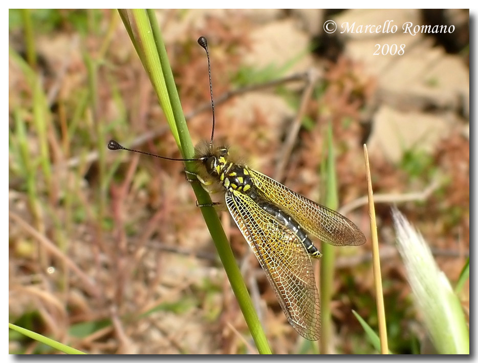 Libelloides siculus fra le salicornie